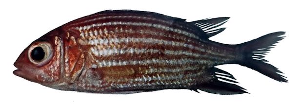 Sargocentron hastatum_03.jpg